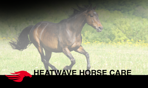 Caring for Your Horse During Unexpected Heatwaves