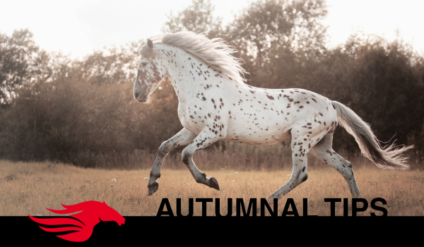 Seasonal Tips for Horse owners