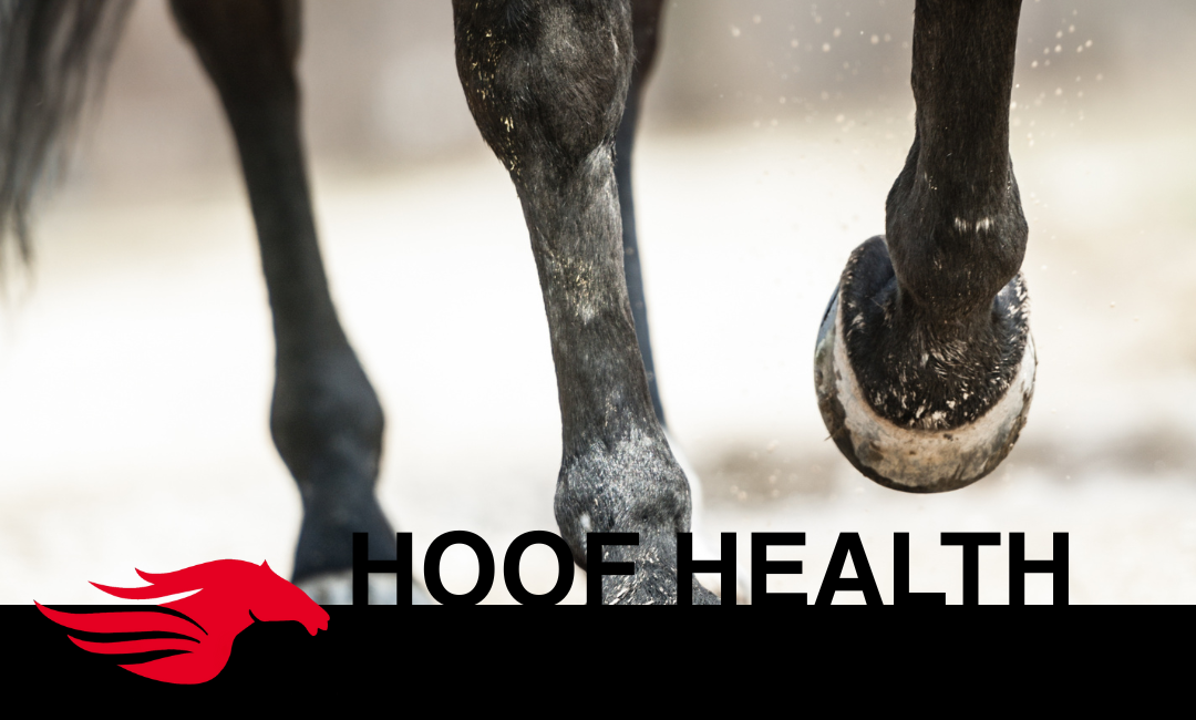 Keeping Your Horse’s Hooves Healthy in Winter