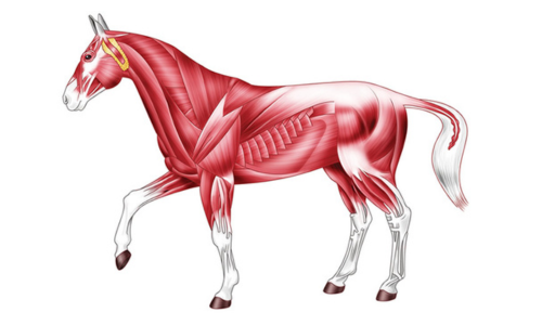 How to Build Up Your Horse's Muscle Mass