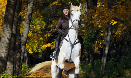 6 Ways To Calm A Nervous Horse