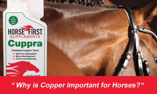Why is Copper Considered Important for Horses?