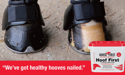 Horse Hoof Health Is Essential All Year Round
