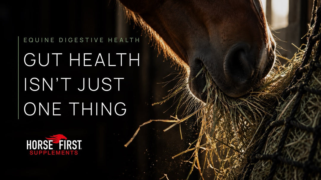 Equine Gut Health: Does Your Horse Really Need a Digestive Supplement?